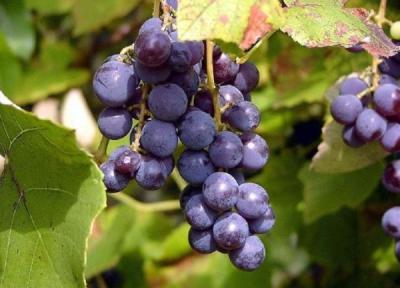 آشنایی با انگور شانی و خواص آن آشنایی با انگور شانی و خواص آن